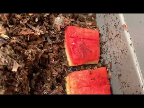 Red Wiggler, Blue Worm, And ENC Worm Bin Update.