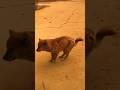 Dancing Dog Ello