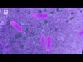 Genetic Engineering - Seven Wonders of the ...