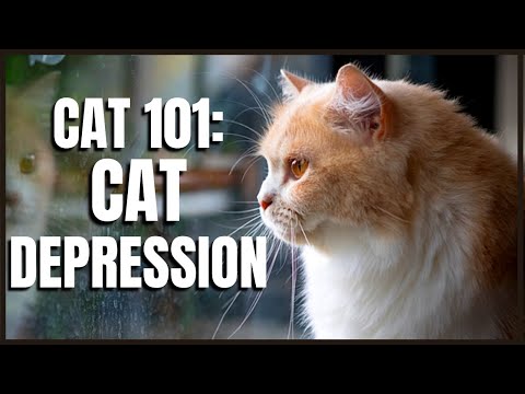 Cat 101: Cat Depression