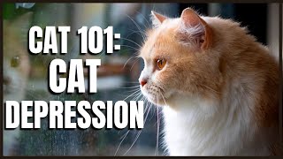 Cat 101: Cat Depression