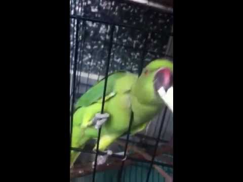 鸚鵡飛來家裡
