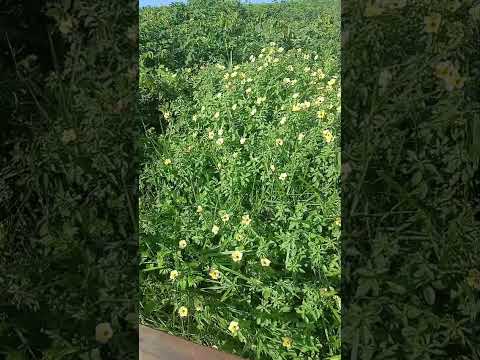 Borboletas e Flores em Japaratinga - Alagoas
