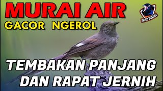 Download lagu Murai Air GACOR NEMBAK Suara Kasar COCOK untuk MASTERAN mp3