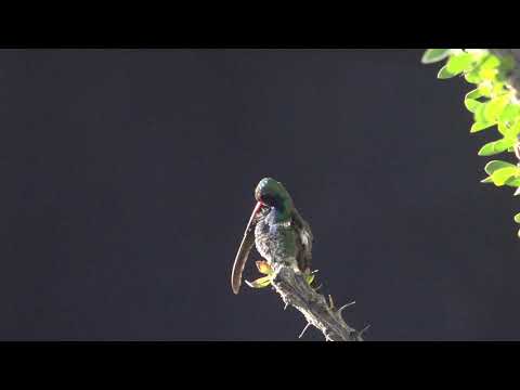 Broad-billed Hummingbird