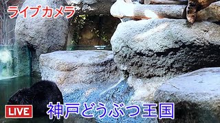 神戶・動物王國 live