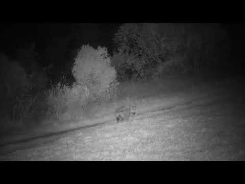 Djuma: Two Hyenas walk by and up Twin Dams Road - 20:07 - 09/15/2023