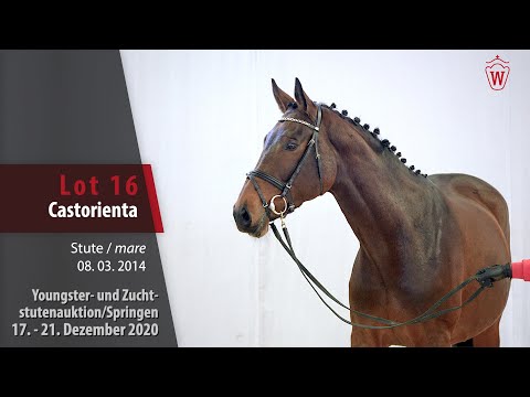 Youngster- u. Zuchtstutenauktion/Springen Lot 16 Castorienta Stute v. Cornet Obolensky - Paolini xx