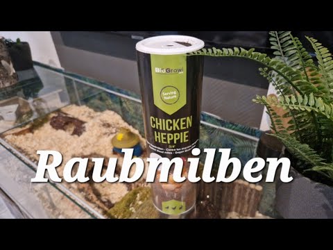 Raubmilben gegen die Rote Vogelmilbe