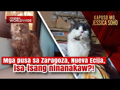 Mga pusa sa Zaragoza, Nueva Ecija, isa-isang ninanakaw?! Kapuso Mo, Jessica Soho