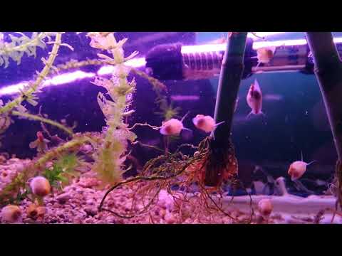 Elma salyangozları büyüyor