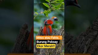 Download lagu Poksay Ekor Merah, Suara Tawa yang Penuh Misteri! #burung mp3