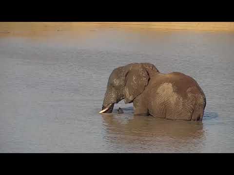 Djuma: Elephants-one goes for swim - 16:05 - 10/22/21