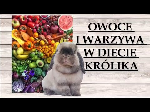 , title : 'ODC.8 WARZYWA I OWOCE W DIECIE KRÓLIKA // Czy królikom można dawać warzywa? #hodowlalovelylopspoland'
