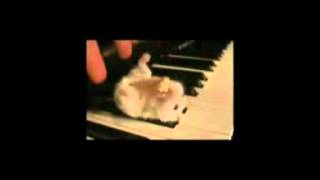 Hamster On A Piano 10 Hours