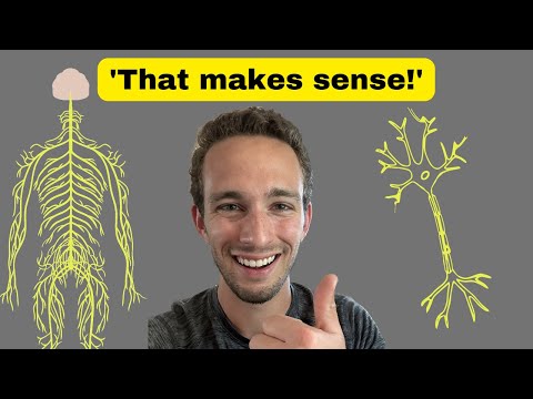 Nervous System Basics - Made EASY!
