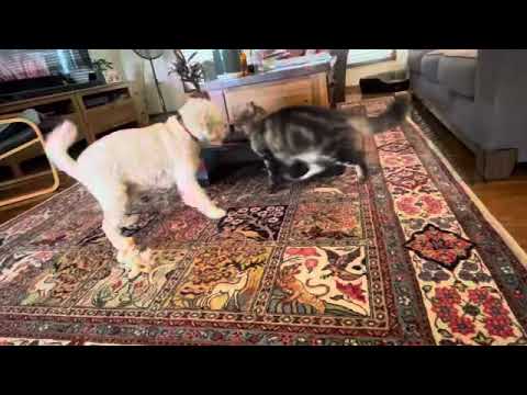 Just another normal day 