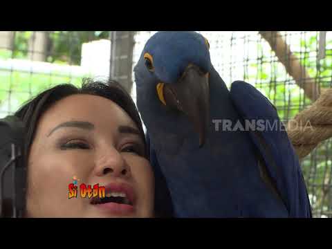 SI CANTIK DAN SI BURUK RUPA | SI OTAN (29/07/19) PART 1