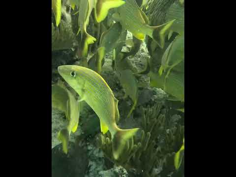 A school of French Grunts on coral reef. #fish #reef #underwater #reefscape #coralreef #reeffish
