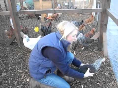 How to Hold a Chicken Correctly