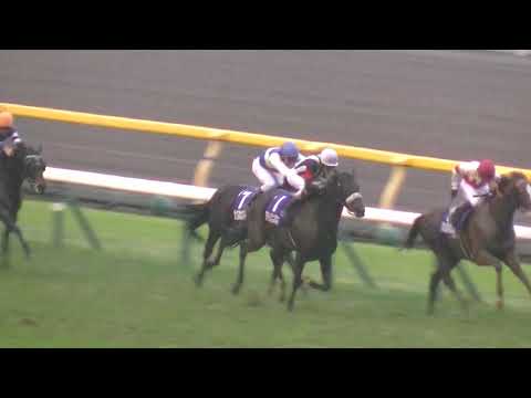 史上最低・最悪の第39回ジャパンカップ(+ウィニングラン)だけど直線は大迫力リアルライブ🆙　勿論、競馬上級たろう先生の狙いは京阪杯にあり😈🙋😍　東京競馬場　2019.11.24