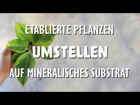 Etablierte Pflanzen in mineralisches Substrat setzen - so gelingt es dir!