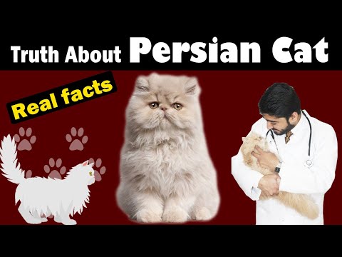 All about Persian cat || Persian Cat colors, faces & management || Vet Furqan younas