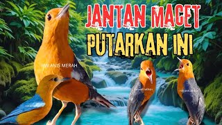 Download lagu HW ANIS MERAH | TERAPI ANIS MERAH JANTAN BIAR BUNYI GACOR, JANTAN MACET PASTI RESPON NYAUT SEKETIKA mp3 Download lagu HW ANIS MERAH | TERAPI ANIS MERAH JANTAN BIAR BUNYI GACOR, JANTAN MACET PASTI RESPON NYAUT SEKETIKA mp3