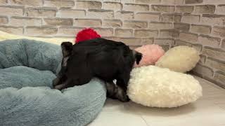 ミニチュアシュナウザーの動画01