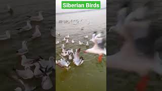 Download lagu #siberian birds mp3 Download lagu #siberian birds mp3