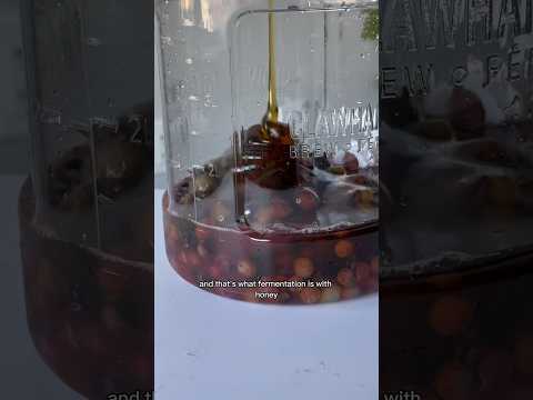 HOMEMADE WINE FROM GRAPES AND HONEY