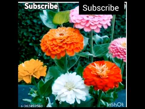 wonderful 🌹 flowers #shravya vlogs