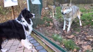 Rencontre entre un loup et un chien