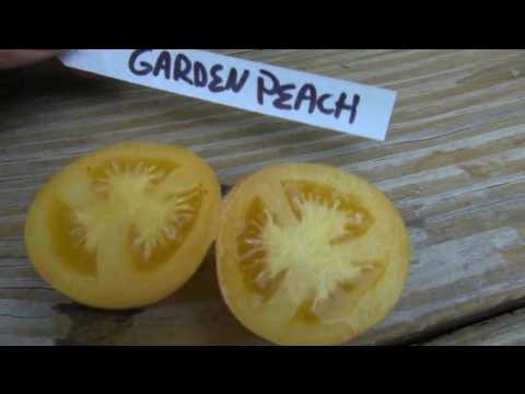 ⟹ Garden Peach Tomato, TASTE TEST #TOMATO
