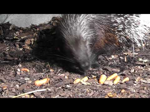 Przestraszony jeżozwierz