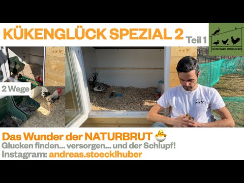 KÜKENGLÜCK Spezial 2 - Die Naturbrut Schritt für Schritt erklärt Teil 1