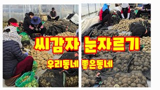 감자 눈자르기 감자 심는시기 상미전 수미감자 괴산감자 감물감자 자연특별시괴산 자연울림 [감자재배방법]