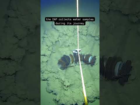 Seafloor Footage from Ocean Robot 🌊 deep-sea research team sends vehicle 7500 meters deep 😮🐙