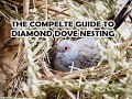 Diamond Dove NESTING BOXES! EVERYTHING YOU NEED TO KNOW!