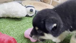 柴犬の動画01