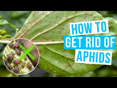 How to GET RID OF APHIDS | naturally and permanently