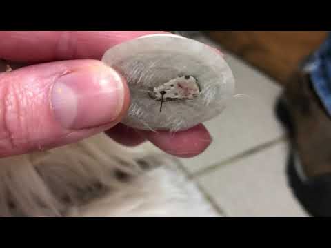 YouTube video about: How to remove libre sensor from cat?