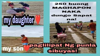 BUONG MAGHAPON NA KA YUKO 250 SAPAT NA SA PROBENSYA|NILIPAT NA PUNLA SIBUYAS SA MGA KAHON|