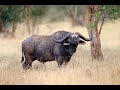 3047ha Farm For Sale Buffalo Buffalo Buffalo And More Buffalo