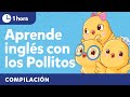 A Cantar Con Canticos Y Los Pollitos Canciones Infantiles Bilingües En Inglés Y Español 1 Hora