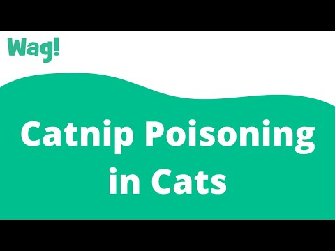 Catnip Poisoning in Cats | Wag!