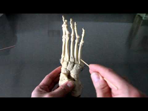 SKELETAL SYSTEM ANATOMY: Bones of the ankle, foot and toes