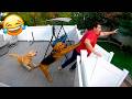 When Animals Decide To Be Ridiculous Funniest Animal Videos 2026