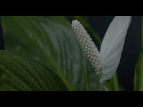 Миниатюра изображения товара Ультразвуковой увлажнитель воздуха Pioneer HDS12 (черный)