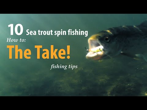 How to • Sea trout - Spin fishing • The Take! • fishing tips